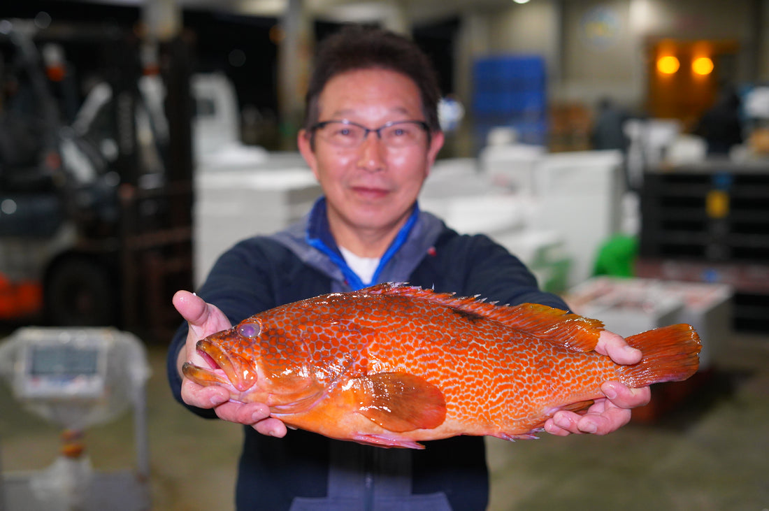高級魚キジハタ