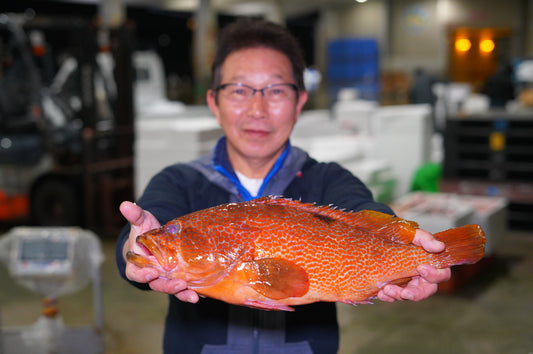 高級魚キジハタ