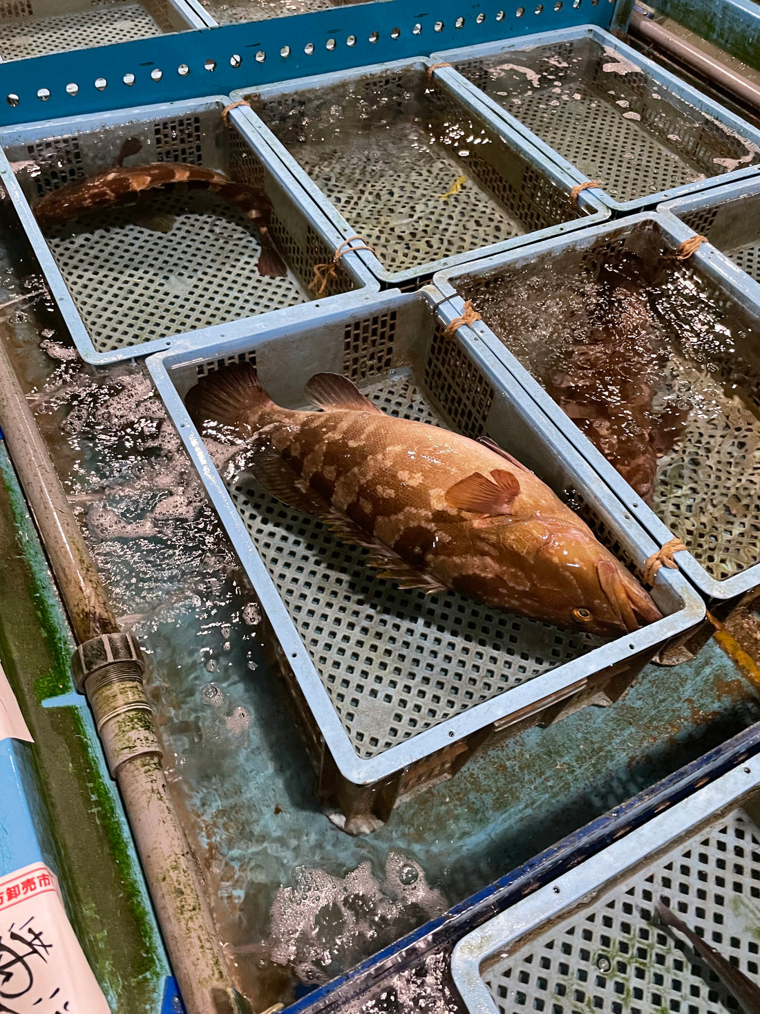 クエってこんな魚なんです。