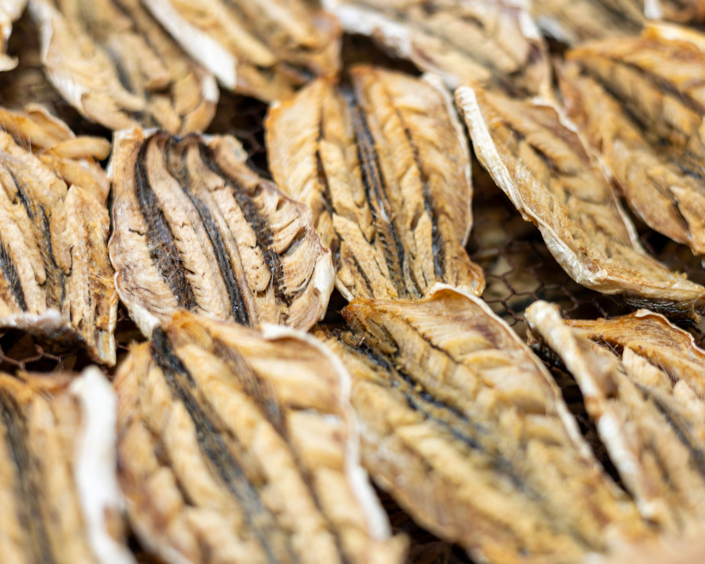 炭火でじっくりと焼いた「焼きあご」