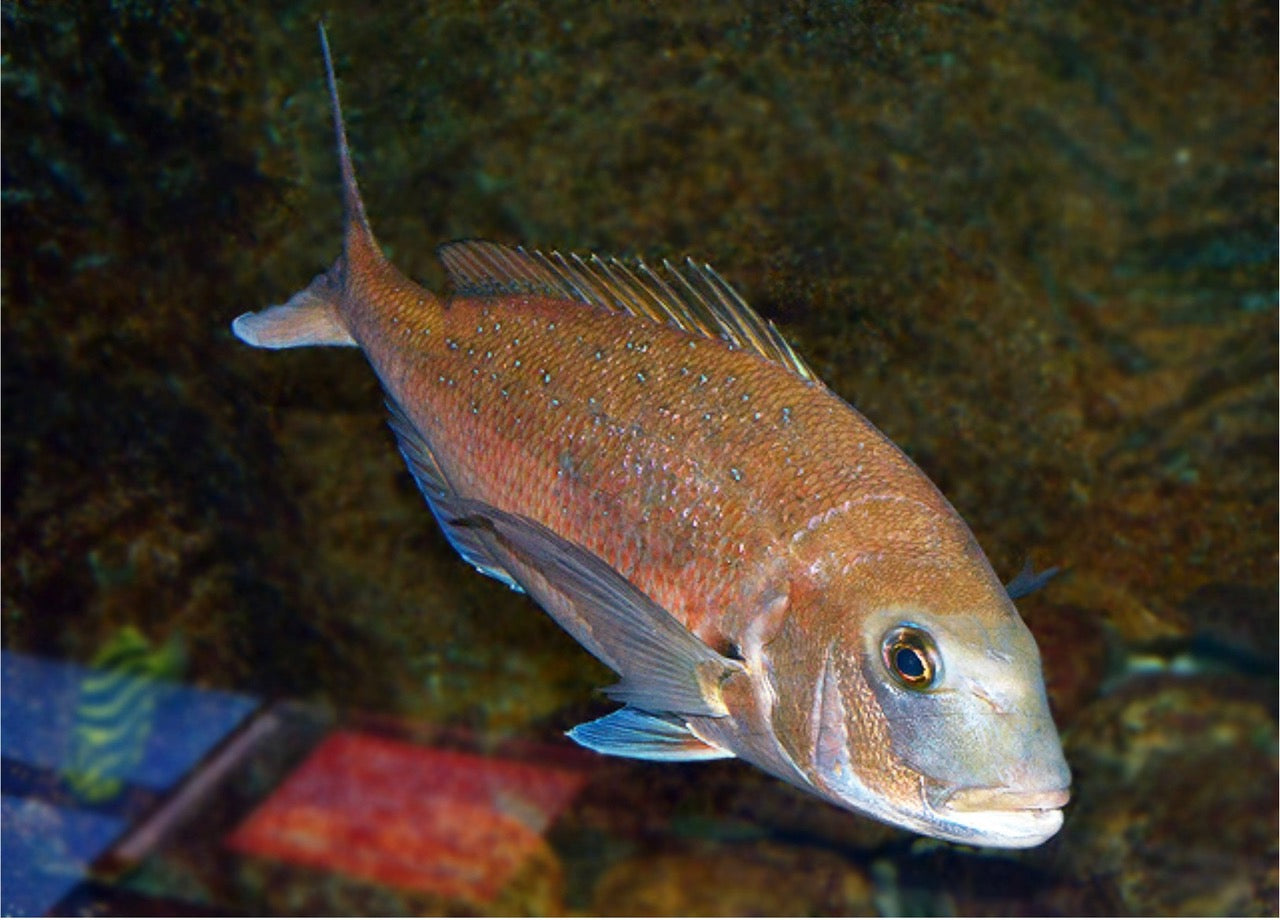 あぶの粕漬（真鯛）