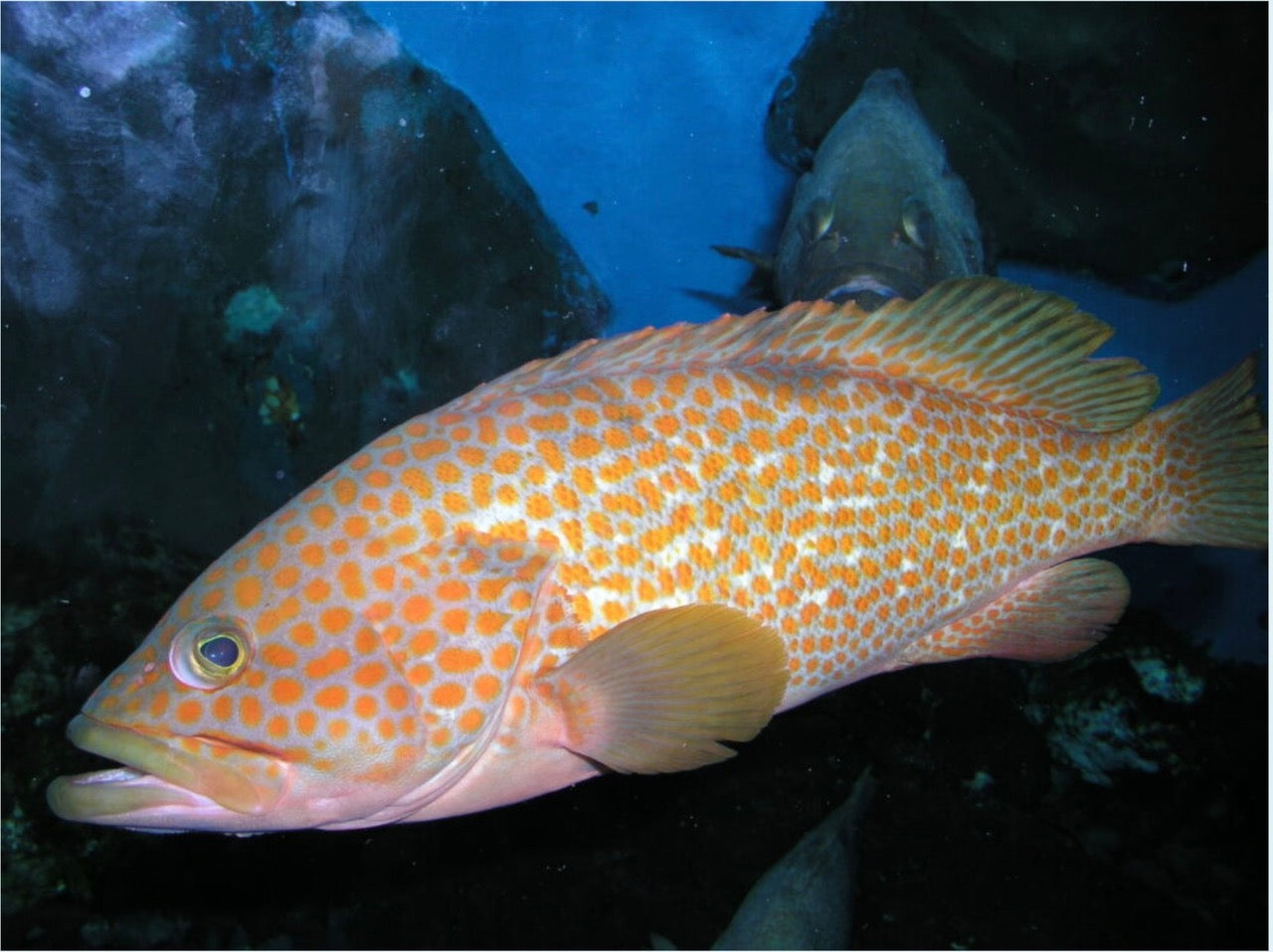 あぶの粕漬（キジハタ）